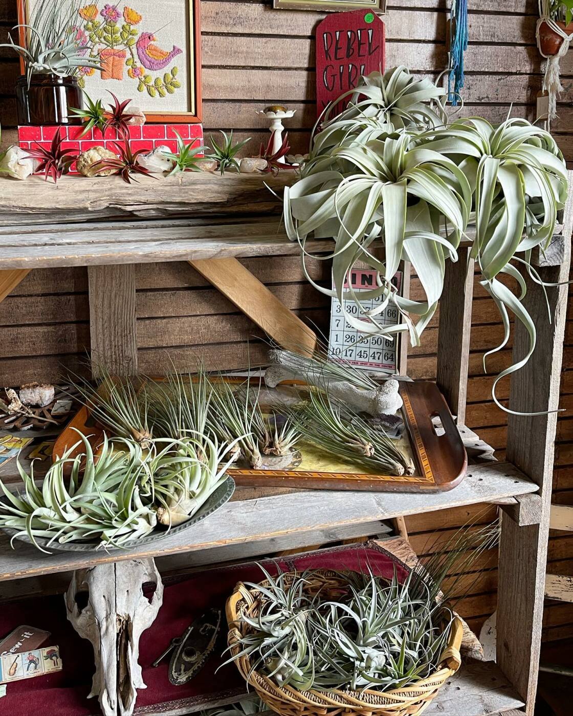 Gallery | Cactus Cactus