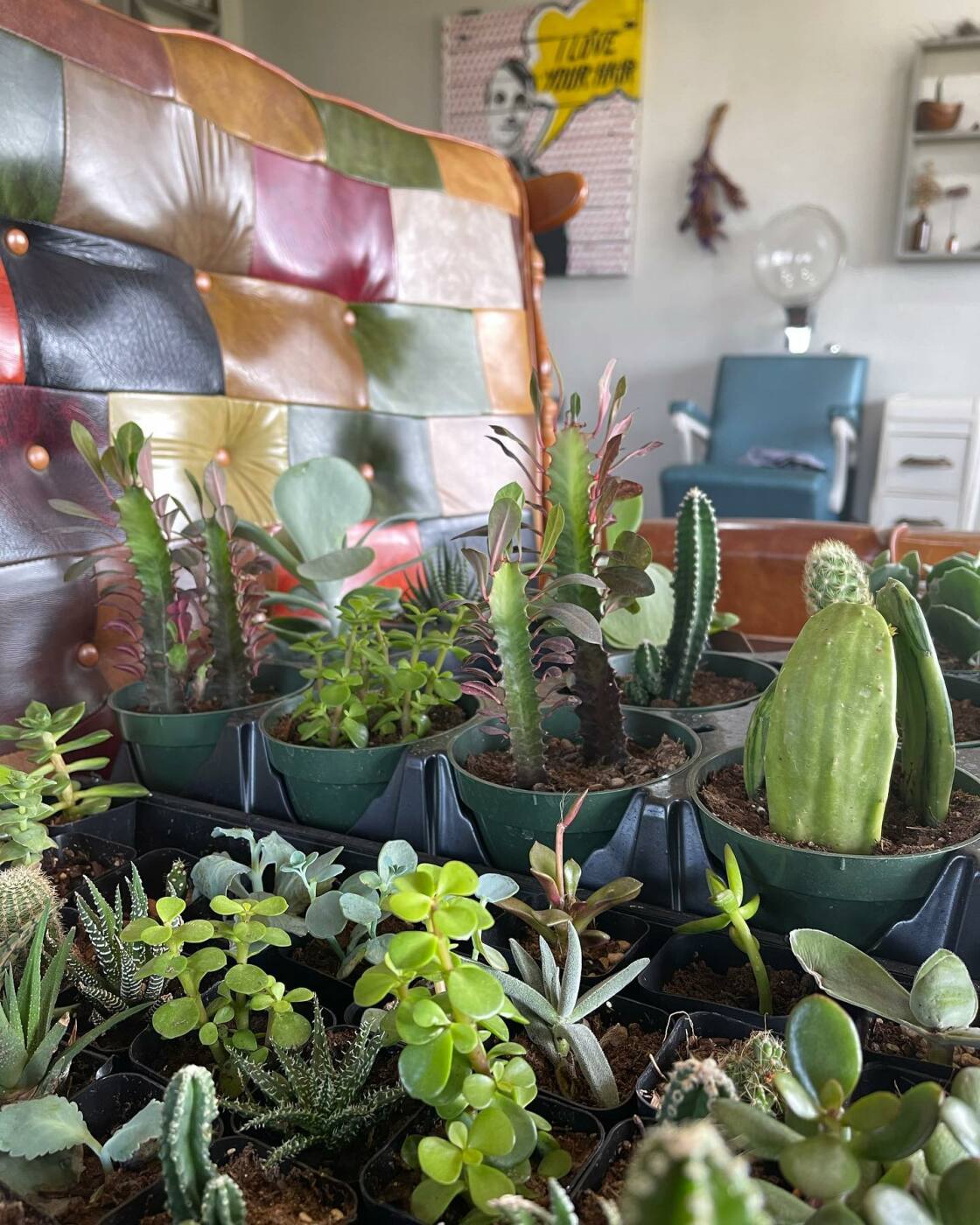 Gallery | Cactus Cactus
